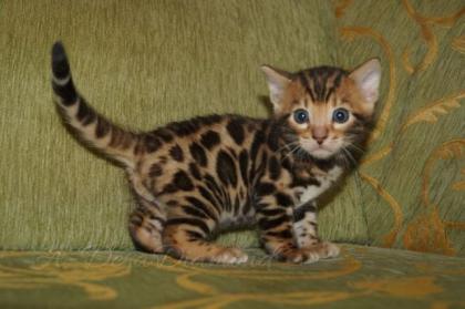 Bengal Kitten, Reinrassige Bengal Kätzchen