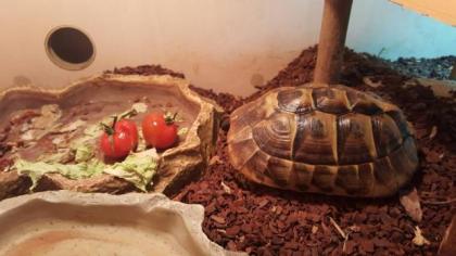 Griechische Landschildkröte mit Terrarium 