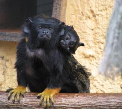 2 junge Rothandtamarine (Saguinus midas) zu verkaufen