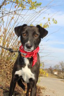 Jack Russel - Foxterrier - Mix abzugeben