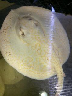 Potamotrygon Albino HYBRIDEN Golden Base