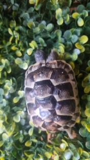 Maurische Landschildkröte