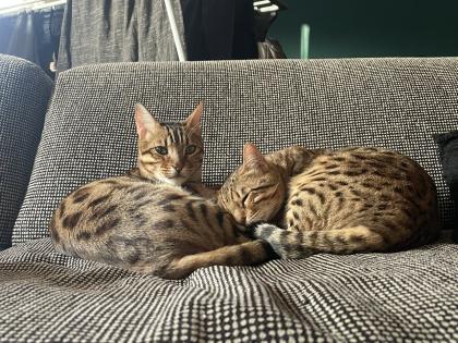 2 Bengalkatzen zu verkaufen