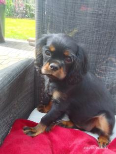 Cavalier King Charles Welpen black&tan