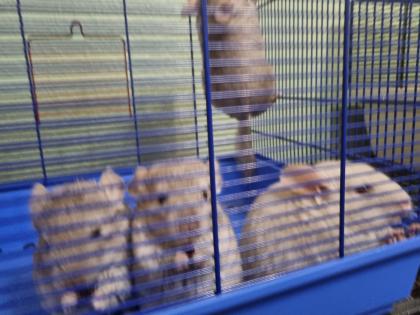 4 chinchilla Babys kleine graue bis hellgrau