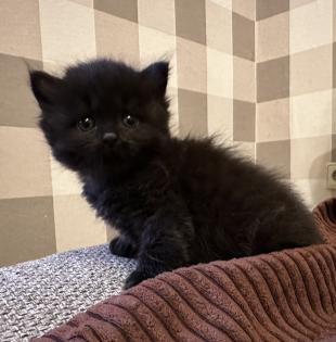 Süße verschmuste Britisch Kurzhaar, Britisch Langhaar und mix Kitten Katzenbabys