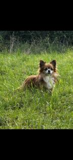Chihuahua Deckrüde „Smokey“ sucht liebevolle Hündin