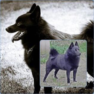 Schipperkewelpen