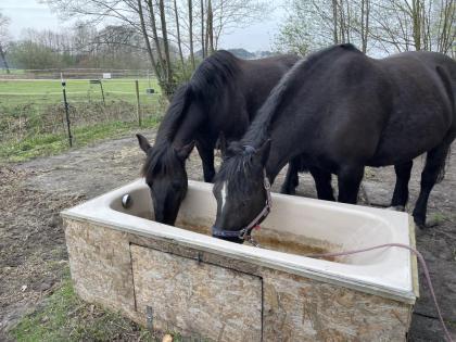 Offenstall mit Trail in Verl/ Sende hat Platz für 1-2 Pferde/ Ponys
