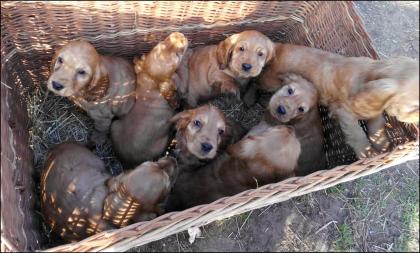 Englisch Cocker Spaniel Welpe rotbraun