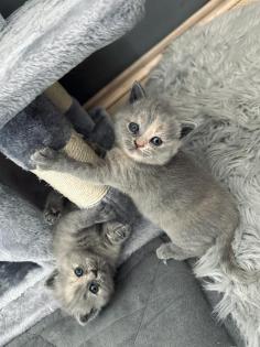 Britisch Kurzhaar Kitten