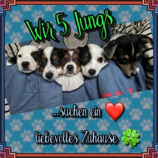 Kurzbeinige Jack Russell Welpen 