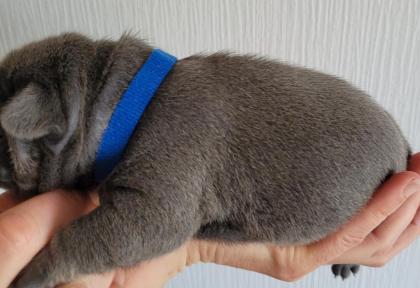 Französische Bulldogge - Welpen in blau / blue & blue-tan mit Ahnentafel