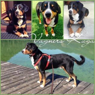 Entlebucher sennenhund welpen-FCI pedigree (PRA-A x PRA-A)