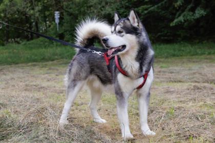 MUBALU - bildhübscher Alaskan Malamute - 2 Jahre - Tierhilfe-Franken e.V.