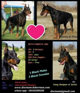 Doberman welpen kupiert