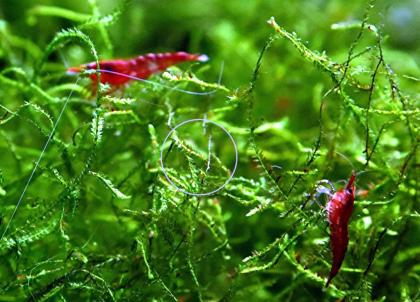 Red Fire Garnele, Zwerggarnele, reinerbig (Versand, Abholung)