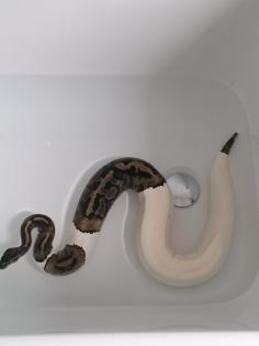0.1 Python regius Piebald Königspython Weibchen