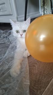 Bkh  kitten / Tabby