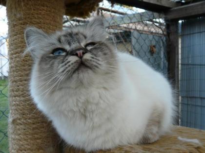 Heilige Birma Katze sucht neues Zuhause
