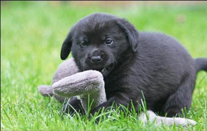 Labrador welpen mit Papieren Welpen