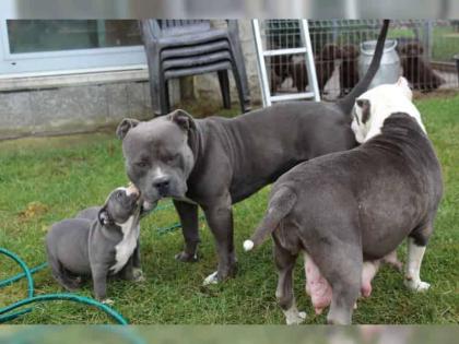 American Pitbull Blueline welpen 12 Wochen alt