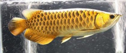 Qualität Arowana Fische