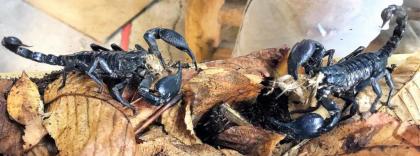 Skorpion Thaiskorpion Heterometrus spinifer