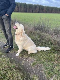 Golden Retriever Rüde sucht Hündin Deckrüde