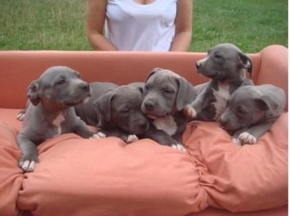 Wunderschönen Reinrassiges Miniature Bull-Terrier-Welpen sucht neue Familie*