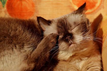 Biete Katzenbetreuung an, Nürnberg 01573 319 399 3/ 0911 25 35 07 01