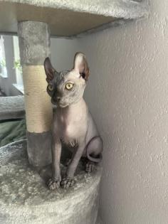 Sphinx-Elf Babykatzen 