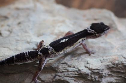 Leopardgecko Weibchen Black Night mack snow