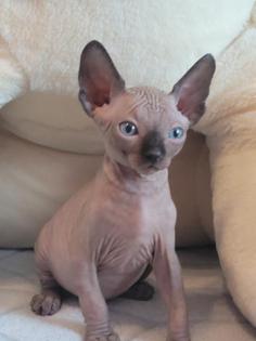 Canadian Sphynx Kitten 