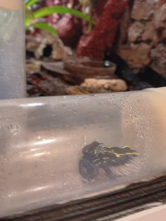 Dendrobates tinctorius nominat 0.3