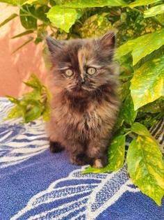 Perser Kitten  baby Ab ende Mai  2024  dürfen unsere zwei Kitten ausziehen