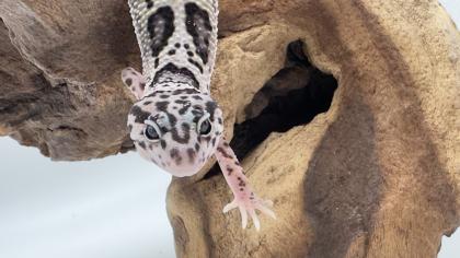 Leopardgecko 1.13.16