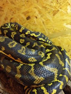 1.0 Teppichpython (Morelia Spilota) NZ 16, Diamond Jungle Jaguar