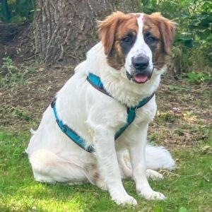 PATCH - männlich  1 Jahr  63 cm  35 kg  Mix  Gechipt  Nicht kastriert