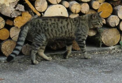 Vermisst: getigerte Katze (schwarz/grau/bräunlich)