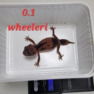 Amyae Wheeleri Deleani lucasium Diplodactylus