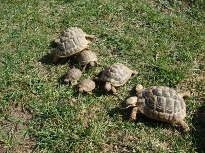  Landschildkröten