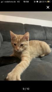 Bkh-Maincoon Kitten suchen ein liebevolles Zuhause!