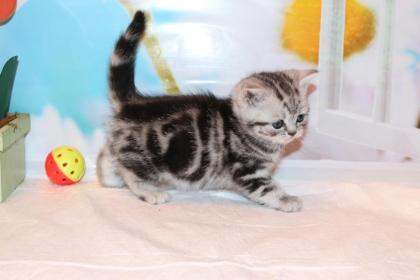 Bkh Kitten! Whiskaslook. Black Silver tabby