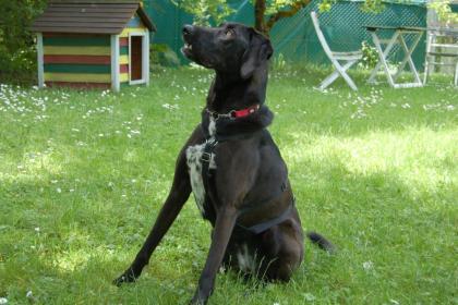 MISTY - Mix - 5 Jahre - Tierhilfe-Franken e.V.