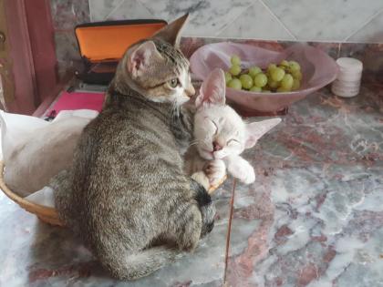 2 Katerchen Siam Lynx Point und Tigerchen