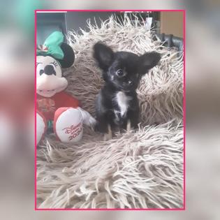 Chihuahua Welpen, 12 Wochen alt, suchen neues Zuhause