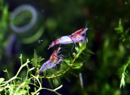 Red Rili Garnele, Zwerggarnele, AKTION (Versand/ Abholung)