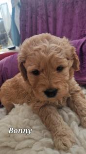 Goldendoodle medium