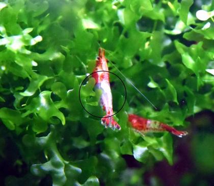 Red Rili Garnele, Zwerggarnele, AKTION (Versand/ Abholung)